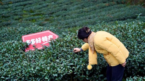 拼多多发布Q1财报，赵佳臻：新一届团队将埋头苦干，以行动和成果回应关切和期许